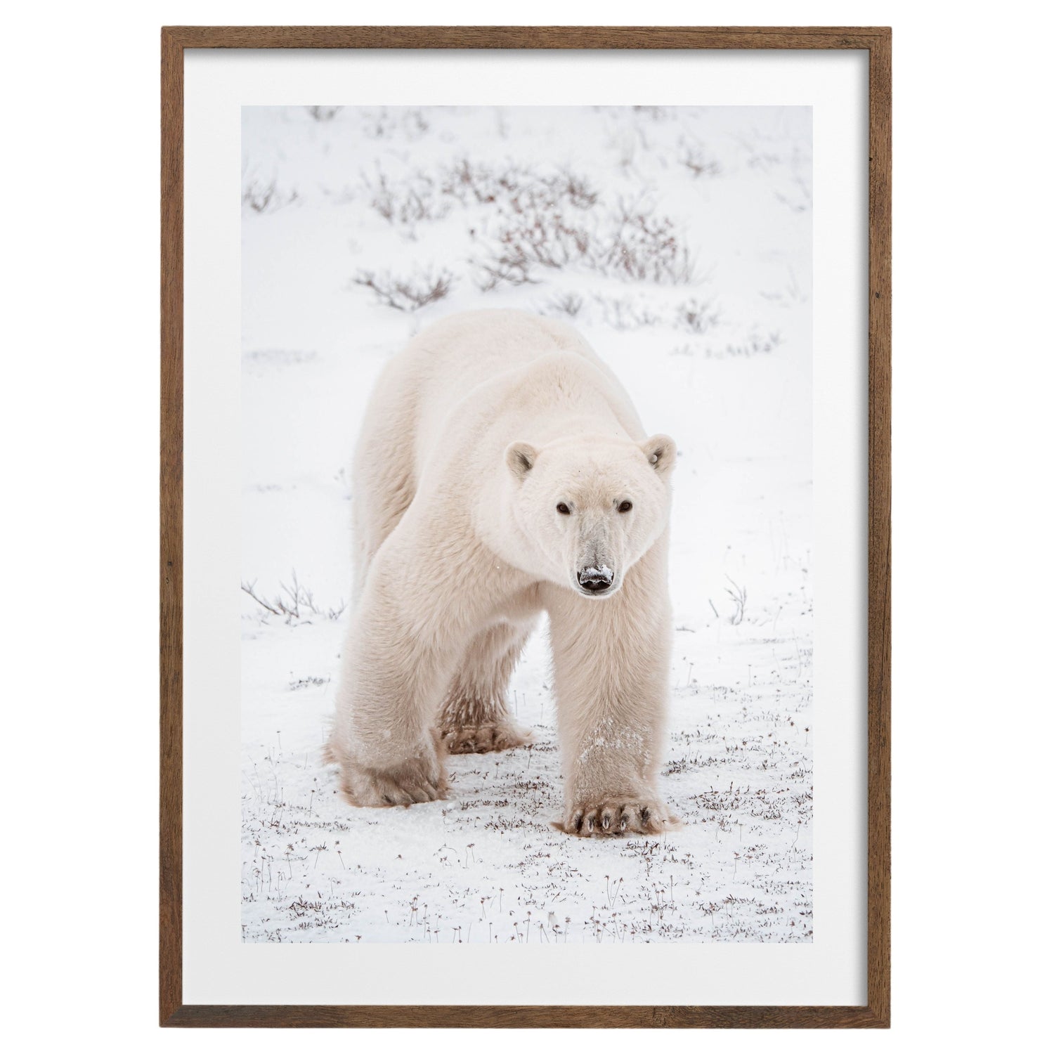 TUNDRA