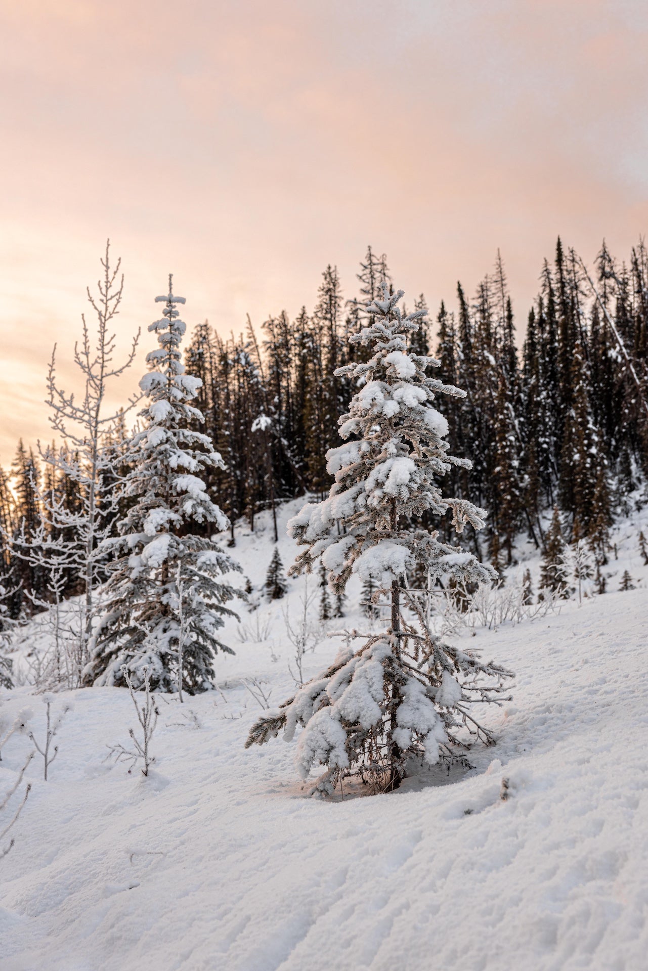 SILENT EMBER | Holiday Candle