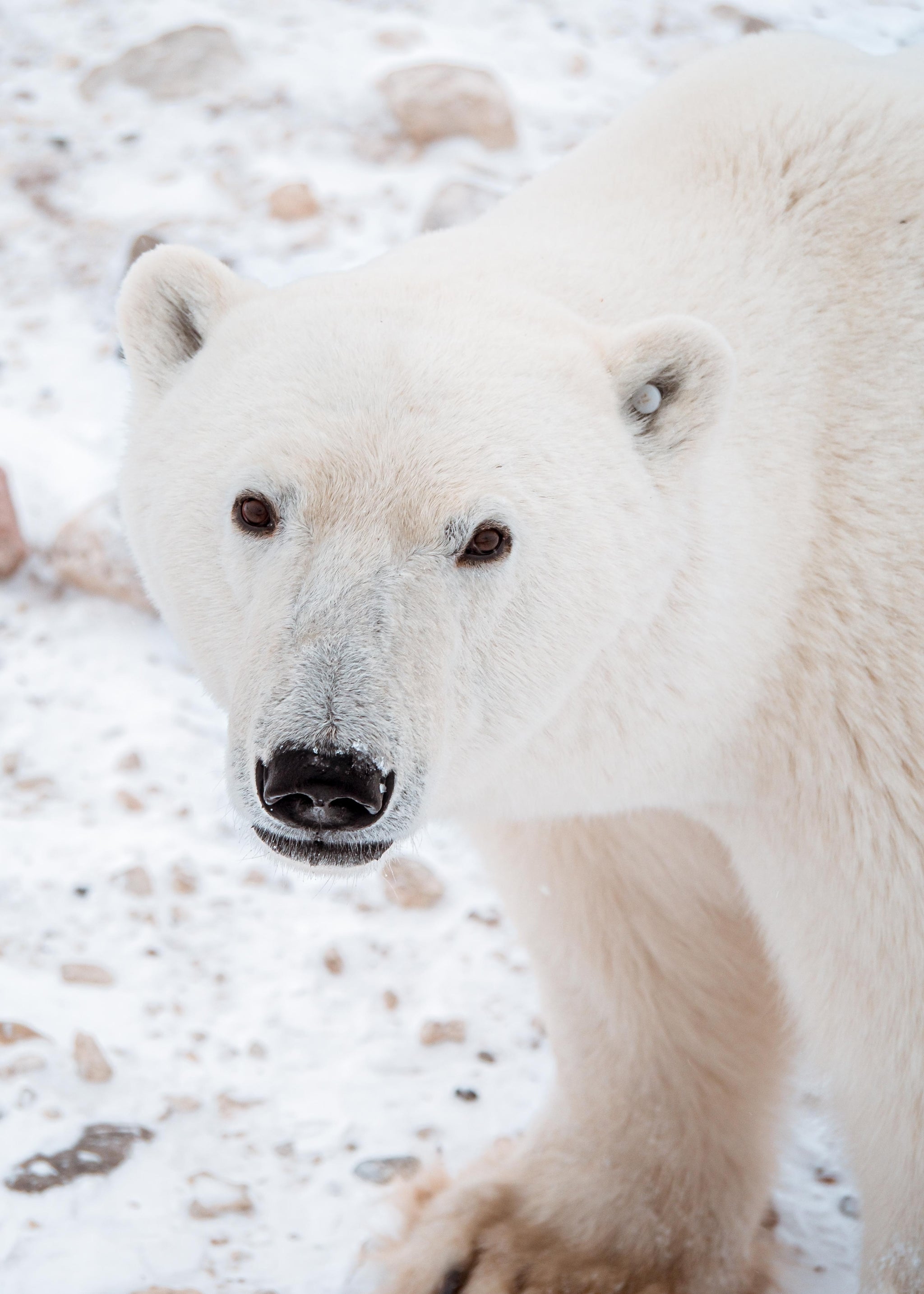 CHURCHILL | Candle Refill
